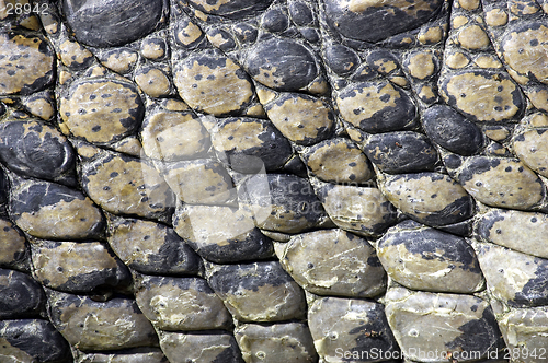 Image of Crocodile everglades state national park florida usa