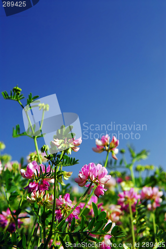 Image of Summer meadow