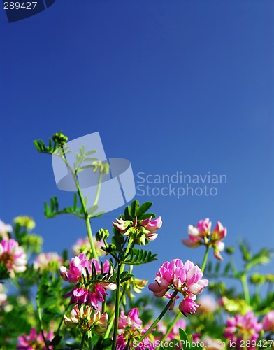 Image of Summer meadow