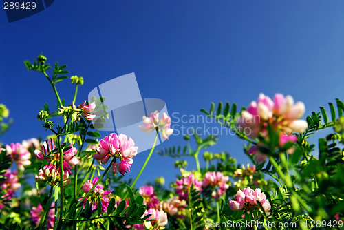 Image of Summer meadow