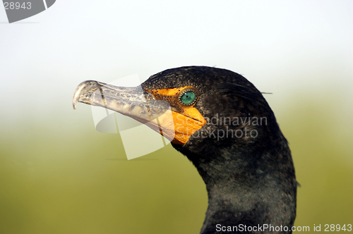 Image of Double crested Cormorant everglades state national park florida usa