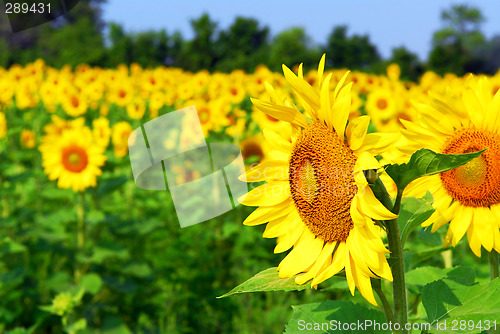 Image of Sunflower field
