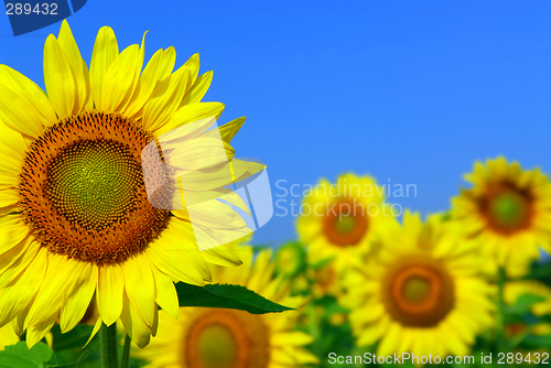 Image of Sunflower field