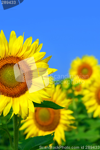 Image of Sunflower field