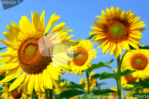 Image of Sunflower field