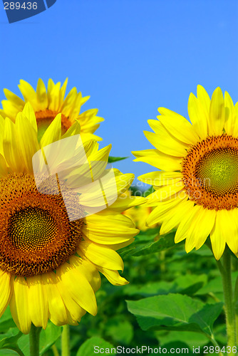 Image of Sunflower field