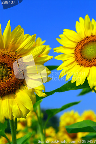 Image of Sunflower field