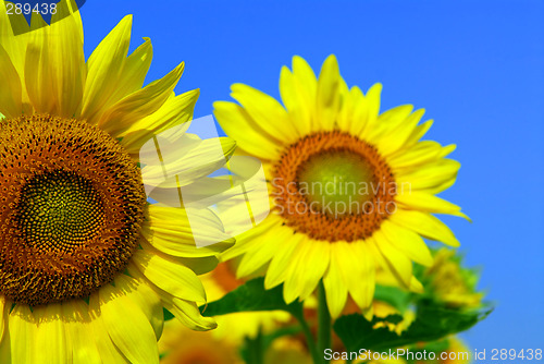 Image of Sunflower field