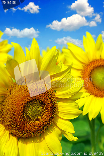 Image of Sunflower field