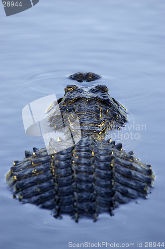 Image of Alligator partially submerged everglades state national park florida usa