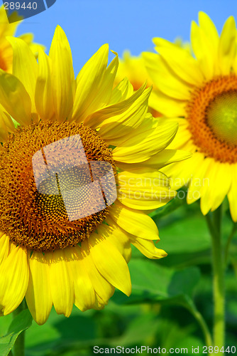 Image of Sunflower field