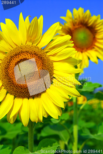 Image of Sunflower field