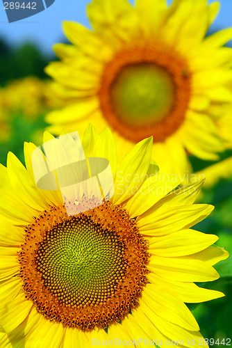 Image of Sunflower field