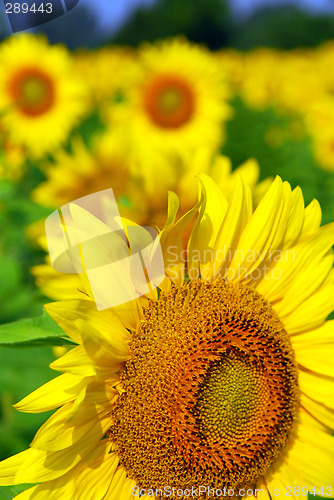 Image of Sunflower field