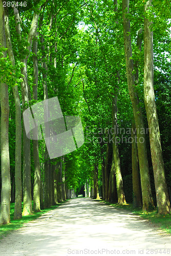 Image of Road and trees