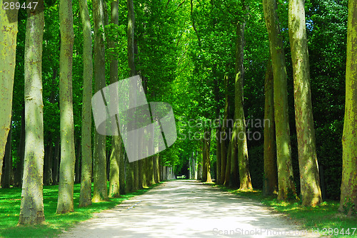 Image of Road and trees