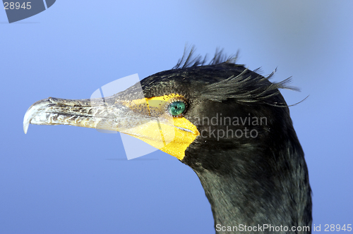 Image of Double crested Cormorant everglades state national park florida usa