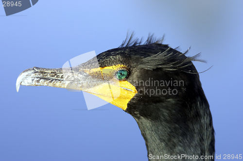 Image of Double crested Cormorant everglades state national park florida usa