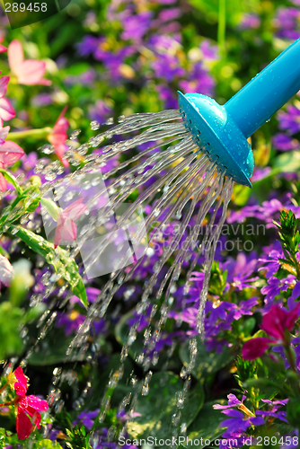 Image of Watering flowers