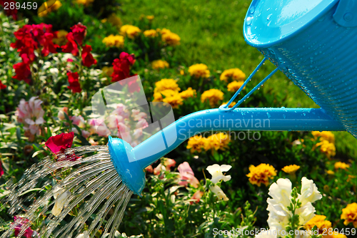 Image of Watering flowers