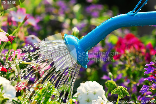 Image of Watering flowers