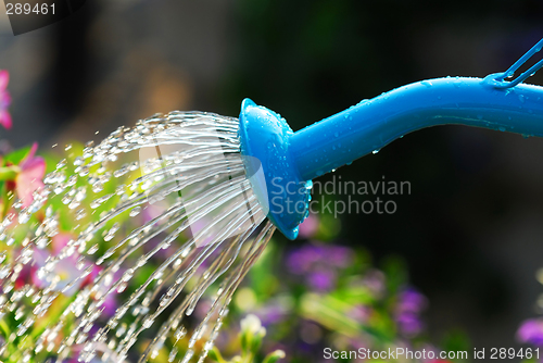 Image of Watering flowers