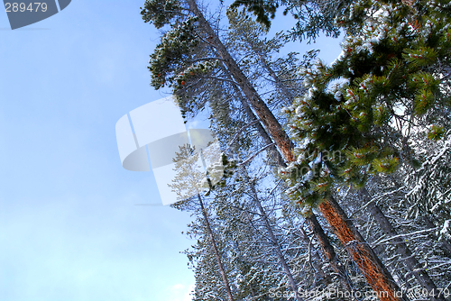Image of Winter pine trees