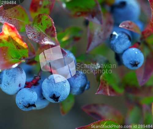 Image of Wild Blueberries (Vaccinium myrtilloides)