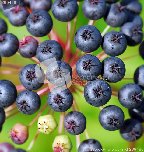 Image of False blue berry