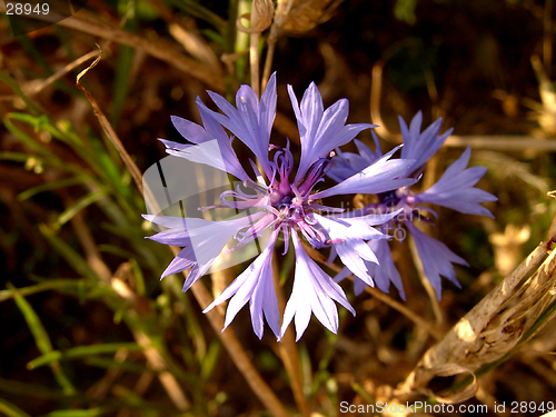 Image of Cornflower