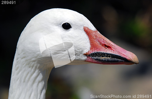 Image of Goose