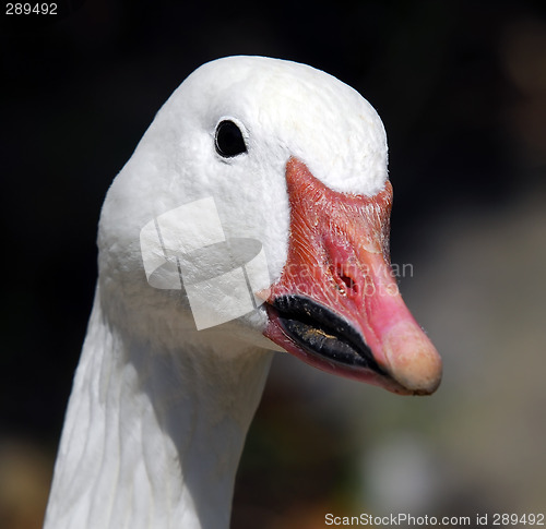Image of Goose