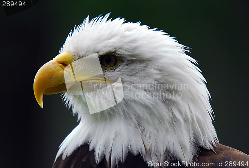 Image of Bald eagle