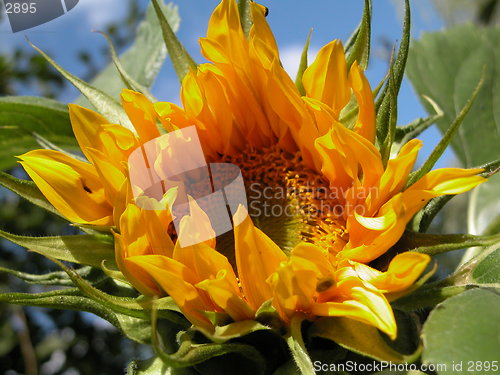 Image of sunflower