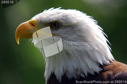 Image of Bald eagle