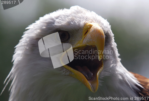 Image of Bald eagle