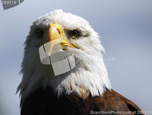 Image of Bald eagle