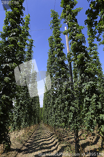Image of Cultivation of hops