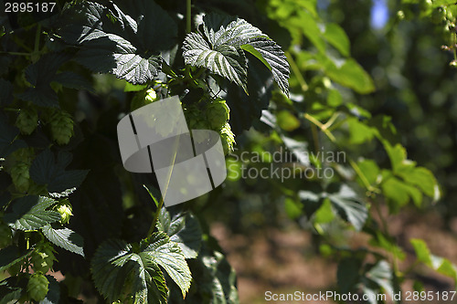 Image of Cultivation of hops