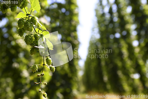 Image of Cultivation of hops