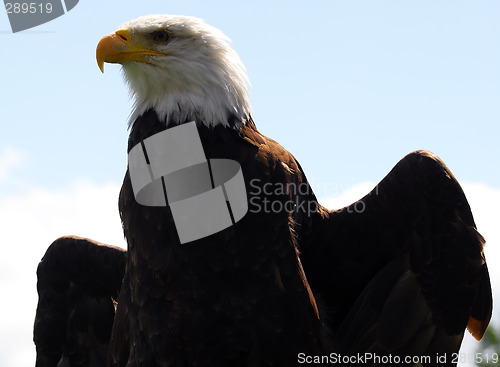 Image of Bald eagle