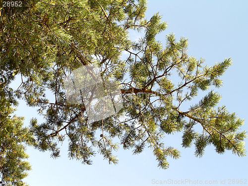 Image of Pine