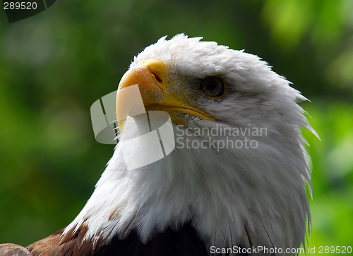 Image of Bald eagle