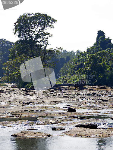 Image of Palm landscape on a river 