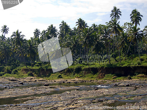 Image of Palm landscape on a river 