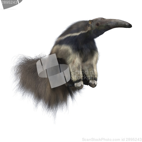 Image of Giant Anteater