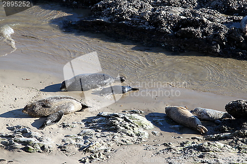 Image of Seals