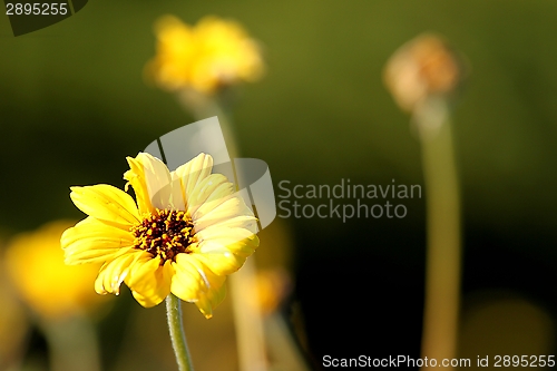 Image of Yellow Flower