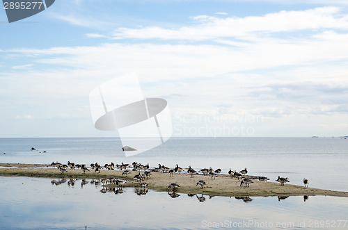 Image of Wild geese at a small island