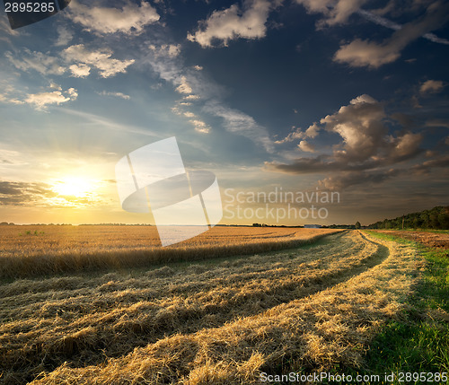 Image of Wheat field